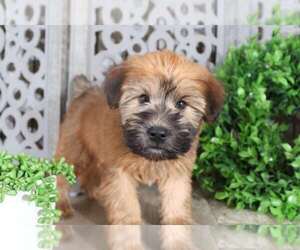 Soft Coated Wheaten Terrier Puppy for sale in MOUNT VERNON, OH, USA
