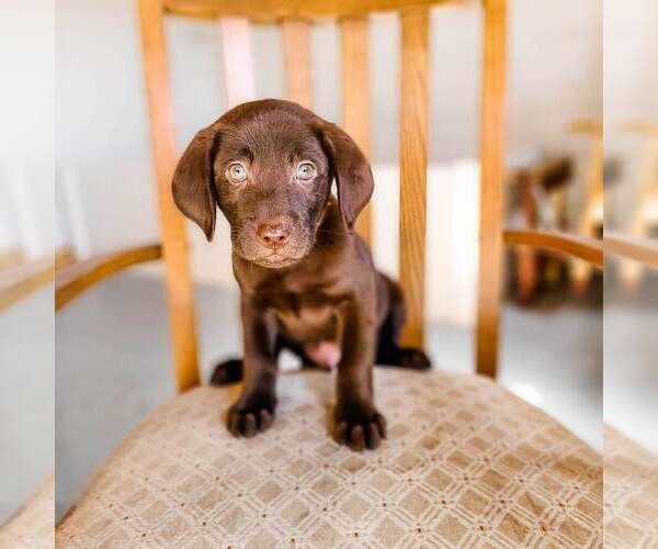Medium Photo #4 Labrador Retriever Puppy For Sale in WAGENER, SC, USA