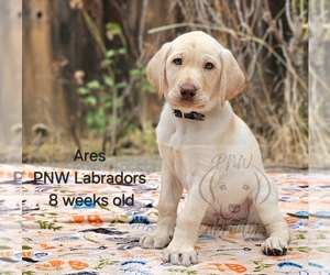 Labrador Retriever Litter for sale in ROGUE RIVER, OR, USA