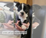 Puppy Vader Boston Terrier