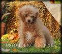 Small Photo #61 Poodle (Miniature) Puppy For Sale in COPPOCK, IA, USA
