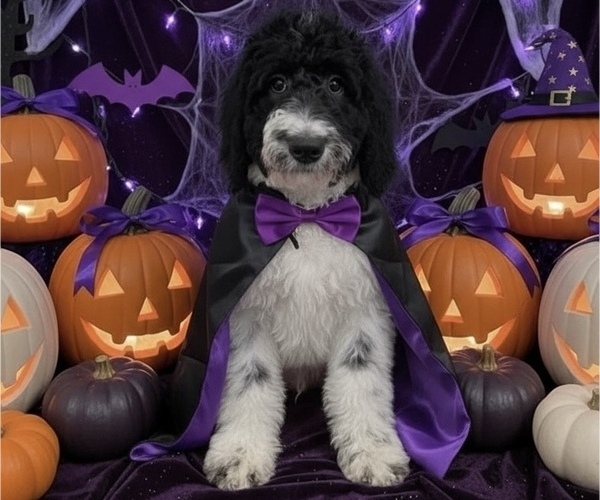 Medium Photo #1 Bernedoodle Puppy For Sale in MENIFEE, CA, USA