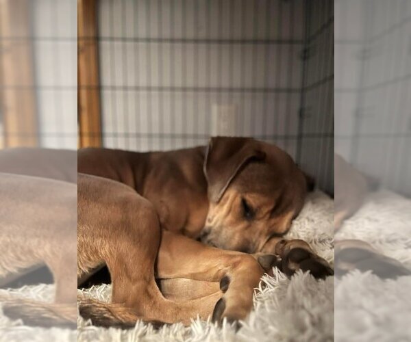 Medium Photo #7 Mutt Puppy For Sale in OKLAHOMA CITY, OK, USA