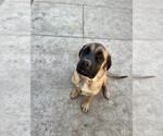 Small Photo #2 Mastiff Puppy For Sale in ENID, OK, USA