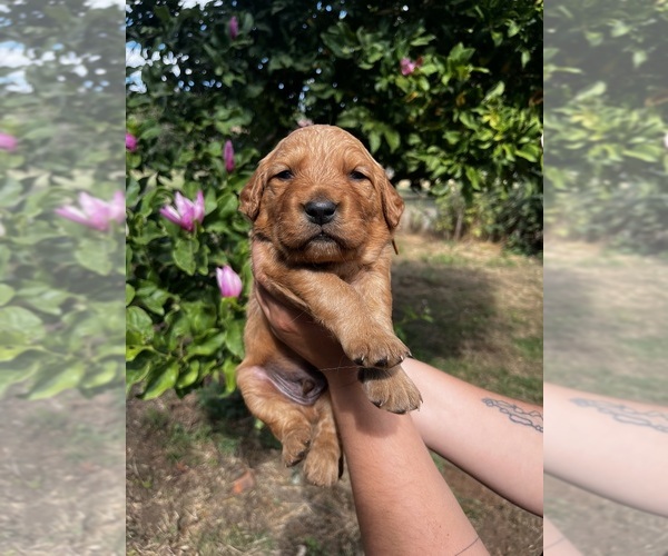 Medium Photo #1 Golden Retriever Puppy For Sale in JUNCTION CITY, OR, USA