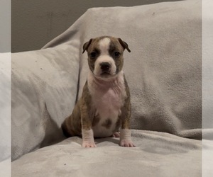 American Staffordshire Terrier Puppy for Sale in VILONIA, Arkansas USA