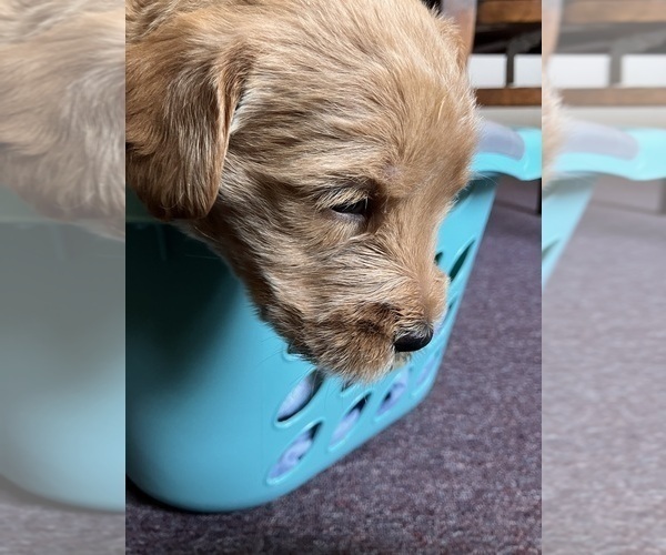 Medium Photo #5 Labradoodle Puppy For Sale in MIFFLINBURG, PA, USA