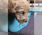 Small #4 Labradoodle