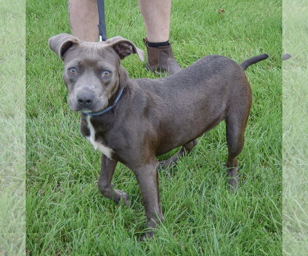Medium Photo #6 American Staffordshire Terrier-Boxer Mix Puppy For Sale in Huntley, IL, USA