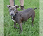 Small #5 American Staffordshire Terrier-Boxer Mix