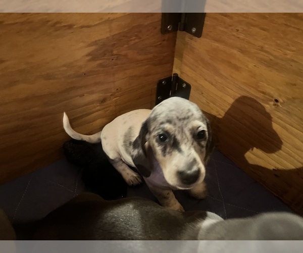 Medium Photo #121 Dachshund Puppy For Sale in LAKEBAY, WA, USA