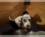 Small Photo #121 Dachshund Puppy For Sale in LAKEBAY, WA, USA