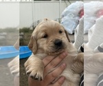 Small Photo #1 Golden Retriever Puppy For Sale in COVINA, CA, USA