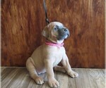 Small Photo #23 Cane Corso Puppy For Sale in APPLE VALLEY, CA, USA