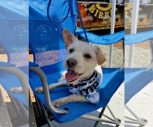 Cairn Terrier Dogs for adoption in Newport Beach, CA, USA