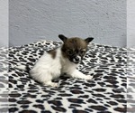 Small #3 Papillon