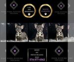 Puppy Roody AKC French Bulldog