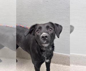 Labrador Retriever-Unknown Mix Dogs for adoption in Las Vegas, NV, USA