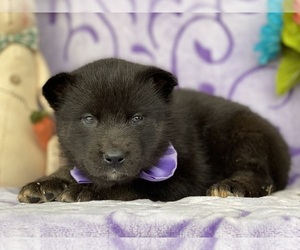Labrador Retriever-Siberian Husky Mix Puppy for sale in LANCASTER, PA, USA