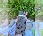 Small Photo #9 Schnauzer (Miniature) Puppy For Sale in BRUNDIDGE, AL, USA