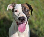 Chance - Male Pointer-Unknown Mix Dog for Adoption - Small photo
