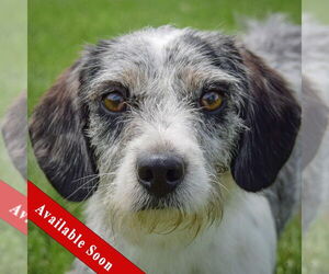 Australian Shepherd-Unknown Mix Dogs for adoption in Huntley, IL, USA