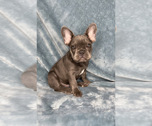 French Bulldog Puppy for sale in FONTANA, CA, USA