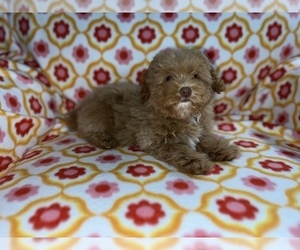 ShihPoo Puppy for Sale in DETROIT, Michigan USA
