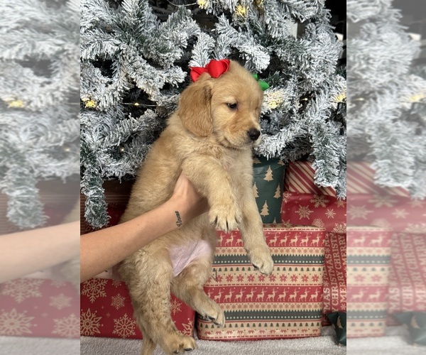 Medium Photo #3 Golden Retriever Puppy For Sale in DAVENPORT, FL, USA