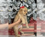 Small Photo #8 Golden Retriever Puppy For Sale in DAVENPORT, FL, USA