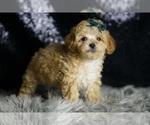 Small #3 Maltipoo