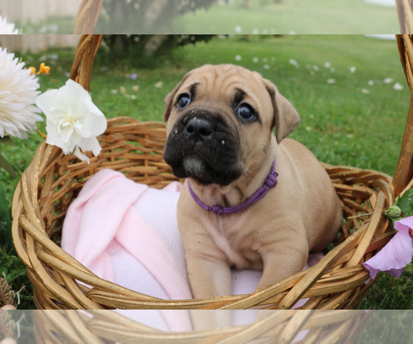 Medium Photo #9 Cane Corso Puppy For Sale in CAMBY, IN, USA