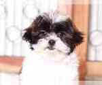 Small Photo #2 Shih-Poo Puppy For Sale in NAPLES, FL, USA