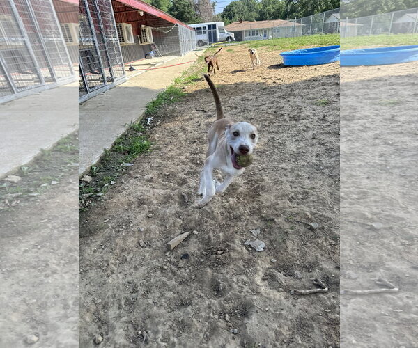 Medium Photo #1 Labsky Puppy For Sale in Corning, AR, USA