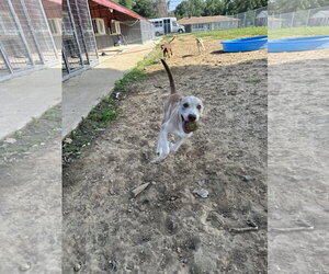 Labsky Dogs for adoption in Corning, AR, USA