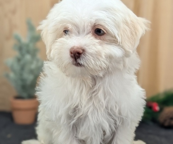 Medium Photo #6 Havanese Puppy For Sale in GOSHEN, IN, USA