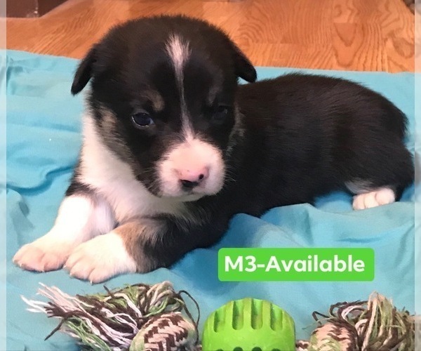 Medium Photo #8 Cowboy Corgi Puppy For Sale in SUMMERVILLE, GA, USA