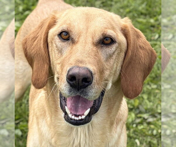 Medium Photo #1 Labrador Retriever-Unknown Mix Puppy For Sale in Jefferson, WI, USA