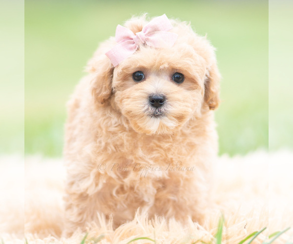 Medium Photo #111 Maltipoo (Miniature) Puppy For Sale in WARSAW, IN, USA