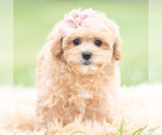 Small Photo #111 Maltipoo (Miniature) Puppy For Sale in WARSAW, IN, USA