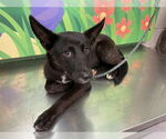 Small #1 German Shepherd Dog Mix