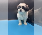 Small Photo #14 Maltipoo-Shih Tzu Mix Puppy For Sale in SAINT AUGUSTINE, FL, USA