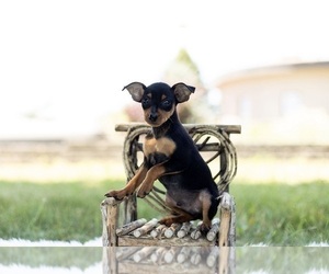 Medium Miniature Pinscher