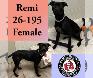 Boxador Dogs for adoption in Georgetown, KY, USA