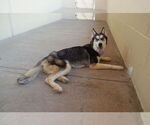 Small #1 Siberian Husky Mix