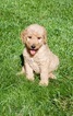 Small Photo #2 Labradoodle Puppy For Sale in CHICO, CA, USA