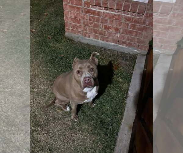 Medium Photo #4 Mutt Puppy For Sale in Rowlett, TX, USA