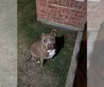 Small #3 Mutt