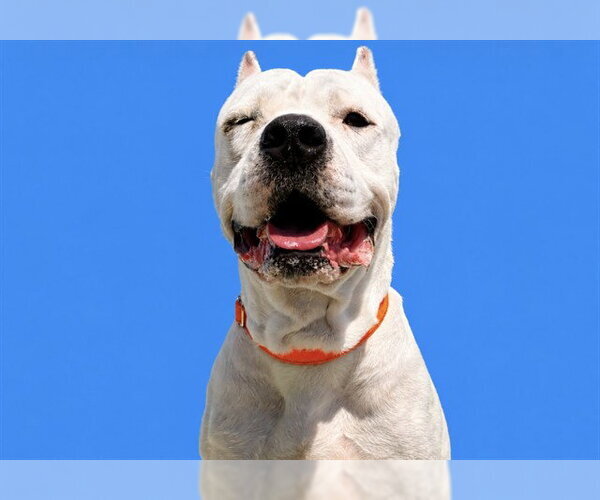 Medium Photo #1 Argentinian Mastiff Puppy For Sale in Tavares, FL, USA