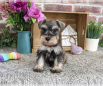 Small #2 Schnauzer (Miniature)